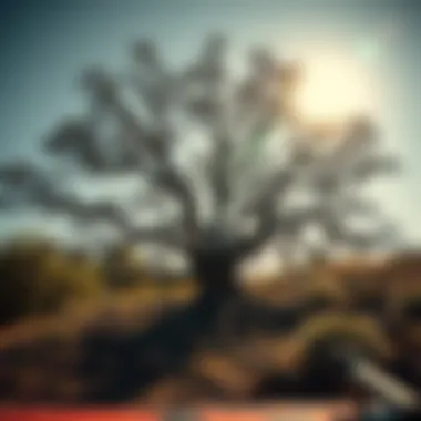 Magnificent The Hippy Tree Phenomenon in Skateboarding Culture
