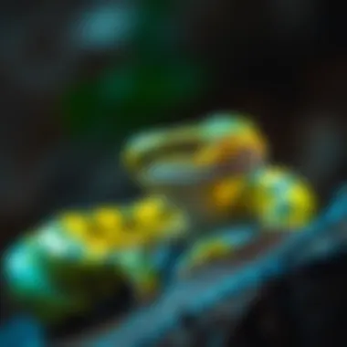 Pit viper in its natural habitat utilizing its shield for protection